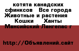 котята канадских сфинксов - Все города Животные и растения » Кошки   . Ханты-Мансийский,Лангепас г.